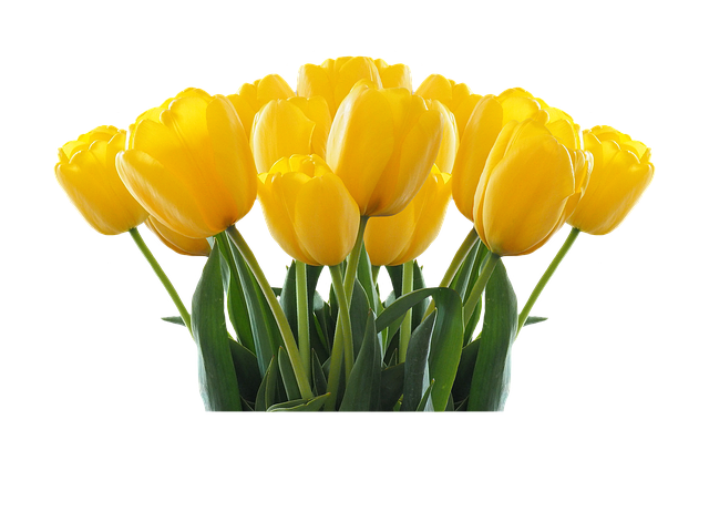 5 spændende facts om tulipanløg du med sikkerhed ikke kendte