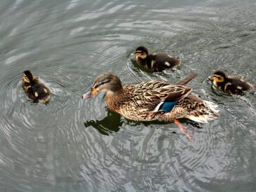 Sådan læser du ledetråde som en krydsordsekspert