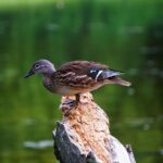 Black friday eller cyber monday – hvilken dag giver de bedste tilbud?