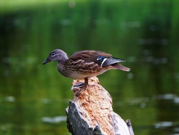 Sådan lærer du at tænke som en krydsordsmager