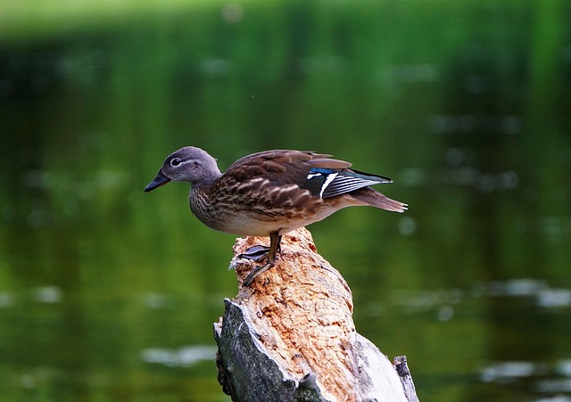Sådan lærer du at tænke som en krydsordsmager
