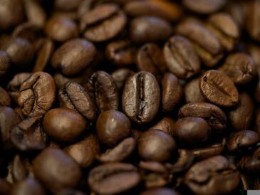 Den komplette guide til kaffebønner og hvordan de laver den perfekte kop Joe